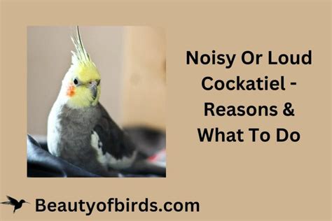 Noisy Or Loud Cockatiel .